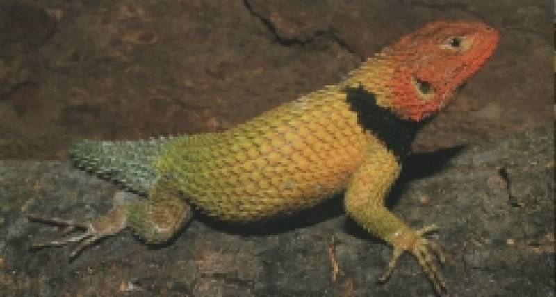 Lizards of Mexico